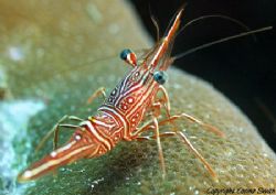 Hinge beak shrimp, take at a cleaning station by Corina Swan 